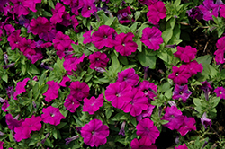 Mambo GP Violet Petunia (Petunia 'Mambo GP Violet') at Stonegate Gardens