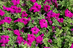 Limbo GP Violet Petunia (Petunia 'Limbo GP Violet') at Stonegate Gardens