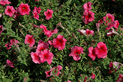 Daddy Red Petunia (Petunia 'Daddy Red') at Stonegate Gardens