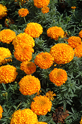 Perfection Orange Marigold (Tagetes erecta 'Perfection Orange') at Stonegate Gardens