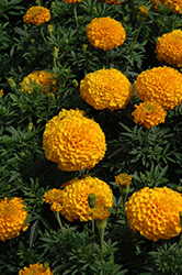 Perfection Gold Marigold (Tagetes erecta 'Perfection Gold') at Stonegate Gardens