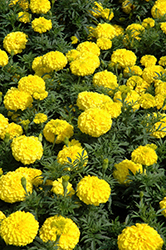 Perfection Yellow Marigold (Tagetes erecta 'Perfection Yellow') at Stonegate Gardens