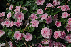Vitalia Icy Pink Vinca (Catharanthus roseus 'Vitalia Icy Pink') at Stonegate Gardens