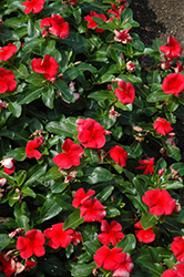Vitalia Scarlet Vinca (Catharanthus roseus 'Vitalia Scarlet') at Stonegate Gardens