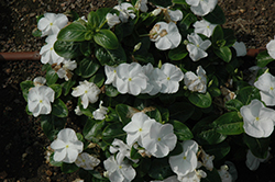 Vitalia White Vinca (Catharanthus roseus 'Vitalia White') at Stonegate Gardens
