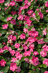 Vitalia Pink Vinca (Catharanthus roseus 'Vitalia Pink') at Stonegate Gardens