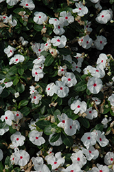 Vitalia Polka Dot Vinca (Catharanthus roseus 'Vitalia Polka Dot') at Stonegate Gardens