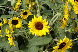 Ballad Annual Sunflower (Helianthus annuus 'Ballad') at Stonegate Gardens