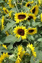 Sunsation Flame Sunflower (Helianthus annuus 'Sunsation Flame') at Stonegate Gardens