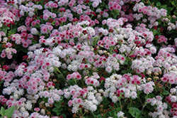 Cloud Nine Pink Flossflower (Ageratum 'Cloud Nine Pink') at Stonegate Gardens