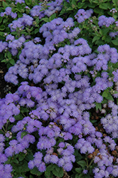 Cloud Nine Blue Flossflower (Ageratum 'Cloud Nine Blue') at Stonegate Gardens