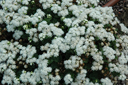 Cloud Nine White Flossflower (Ageratum 'Cloud Nine White') at Stonegate Gardens