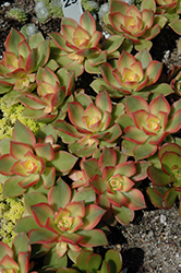 Kiwi Aeonium (Aeonium 'Kiwi') at A Very Successful Garden Center