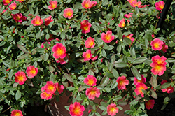 SunDome Rose Portulaca (Portulaca 'SunDome Rose') at Stonegate Gardens