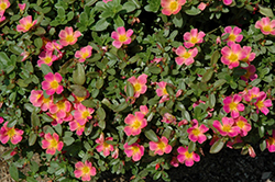 SunDome Pink Portulaca (Portulaca 'SunDome Pink') at Stonegate Gardens