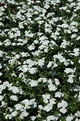 Valiant Pure White Vinca (Catharanthus roseus 'Valiant Pure White') at Stonegate Gardens