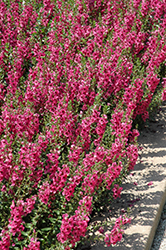 Archangel Dark Rose Angelonia (Angelonia angustifolia 'Balarcrose') at Lakeshore Garden Centres