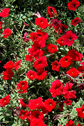 Trilogy Red Petunia (Petunia 'Trilogy Red') at Stonegate Gardens
