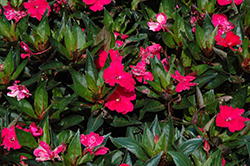 Sun Harmony Deep Pink New Guinea Impatiens (Impatiens 'Sun Harmony Deep Pink') at Stonegate Gardens