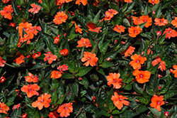 Sun Harmony Orange New Guinea Impatiens (Impatiens 'Sun Harmony Orange') at Stonegate Gardens