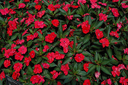 SunPatiens Spreading Scarlet Red New Guinea Impatiens (Impatiens 'SunPatiens Spreading Scarlet Red') at Stonegate Gardens
