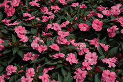 SunPatiens Compact Pink New Guinea Impatiens (Impatiens 'SunPatiens Compact Pink') at Stonegate Gardens