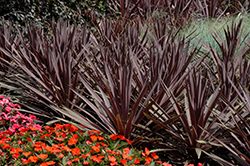 Red Sensation Grass Palm (Cordyline australis 'Red Sensation') at Stonegate Gardens