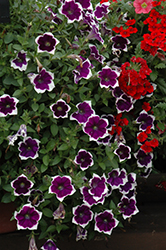Cascadias Rim Violet Petunia (Petunia 'Cascadias Rim Violet') at Stonegate Gardens