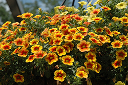 Crave Sunset Calibrachoa (Calibrachoa 'Crave Sunset') at Stonegate Gardens