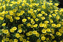 MiniFamous Pure Yellow Calibrachoa (Calibrachoa 'MiniFamous Pure Yellow') at Stonegate Gardens