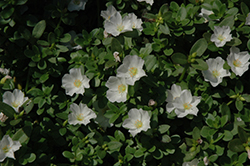 SunDome White Portulaca (Portulaca 'SunDome White') at Stonegate Gardens