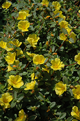 SunDome Yellow Portulaca (Portulaca 'SunDome Yellow') at Stonegate Gardens