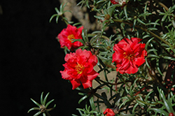 Happy Trails Deep Red Portulaca (Portulaca grandiflora 'Happy Trails Deep Red') at Stonegate Gardens