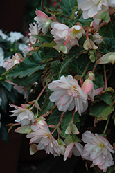I'Conia Miss Montreal Begonia (Begonia 'I'Conia Miss Montreal') at Stonegate Gardens