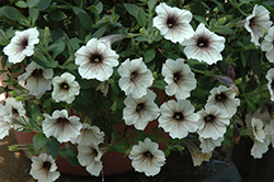 Supertunia Latte Petunia (Petunia 'Supertunia Latte') at Stonegate Gardens
