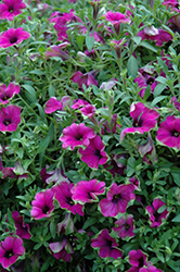 Cascadias Pitaya Petunia (Petunia 'Cascadias Pitaya') at Stonegate Gardens