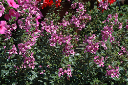 Alonia Pink Romance Angelonia (Angelonia angustifolia 'Alonia Pink Romance') at Stonegate Gardens