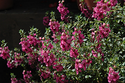Alonia Big Dark Pink Angelonia (Angelonia angustifolia 'Alonia Big Dark Pink') at Stonegate Gardens