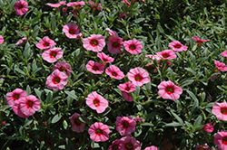 MiniFamous Dark Pink Eye Calibrachoa (Calibrachoa 'MiniFamous Dark Pink Eye') at Stonegate Gardens