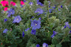 Blue Daze Dwarf Morning Glory (Evolvulus 'Blue Daze') at Lakeshore Garden Centres