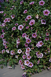 Noa Violet Glint Calibrachoa (Calibrachoa 'Noa Violet Glint') at Stonegate Gardens