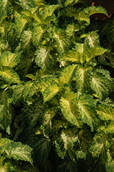 Party Time Lime Coleus (Solenostemon scutellarioides 'Party Time Lime') at Stonegate Gardens