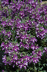 Alonia Big Violet Angelonia (Angelonia angustifolia 'Alonia Big Violet') at Stonegate Gardens