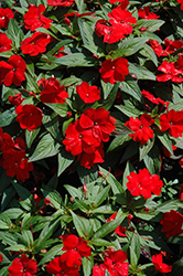 Divine Scarlet Red New Guinea Impatiens (Impatiens hawkeri 'Divine Scarlet Red') at Stonegate Gardens