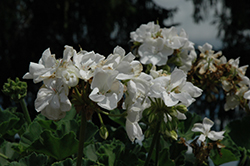 Allure White Geranium (Pelargonium 'Allure White') at Stonegate Gardens