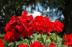 Dynamo Dark Red Geranium (Pelargonium 'Dynamo Dark Red') at Stonegate Gardens