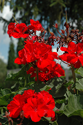 Fantasia Cardinal Red Geranium (Pelargonium 'Fantasia Cardinal Red') at Stonegate Gardens