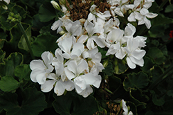 Rocky Mountain White Geranium (Pelargonium 'Rocky Mountain White') at Stonegate Gardens