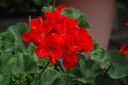 Tango Dark Red Geranium (Pelargonium 'Tango Dark Red') at Stonegate Gardens