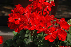 Tango Red Geranium (Pelargonium 'Tango Red') at Stonegate Gardens
